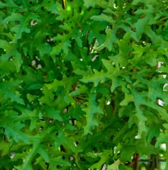 루꼴라 효능 부작용 영양성분 먹는법 고르는법 칼로리