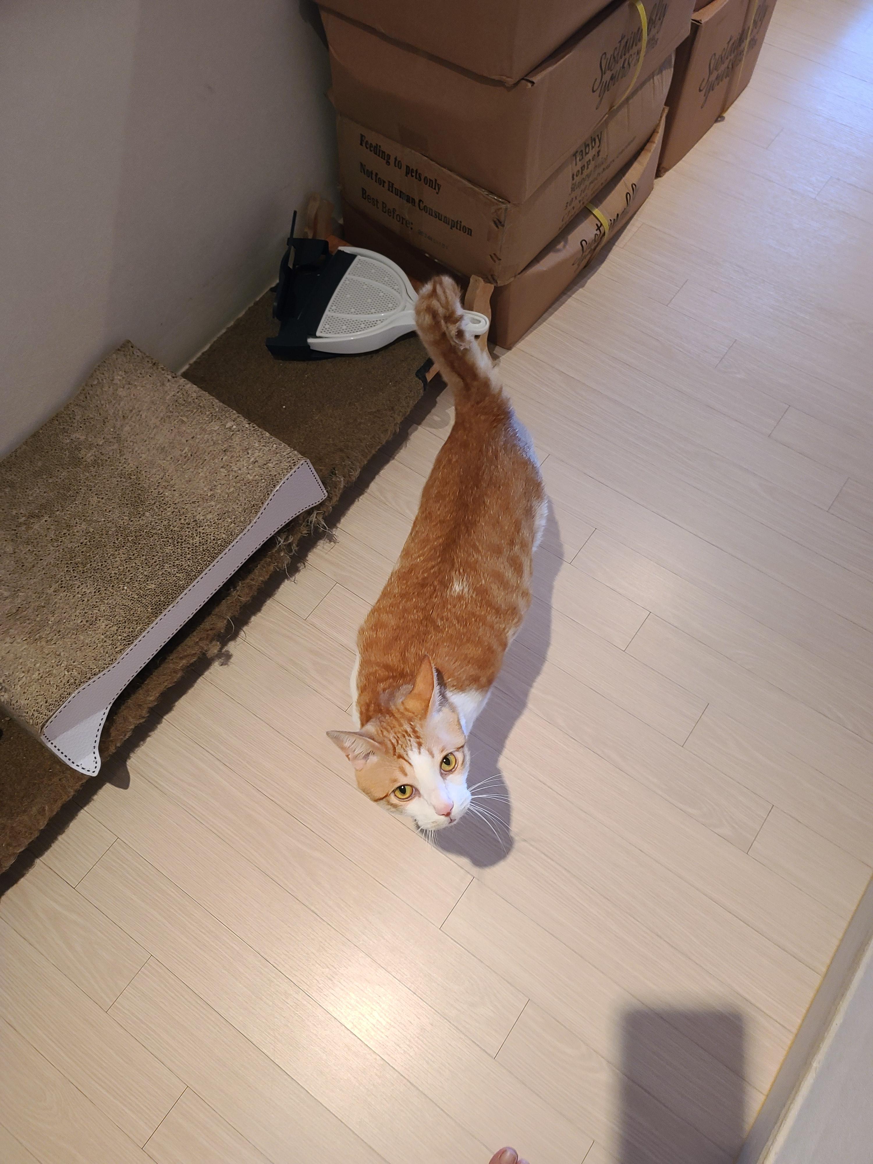 막둥이 발라당의 이유...ㅜㅜ