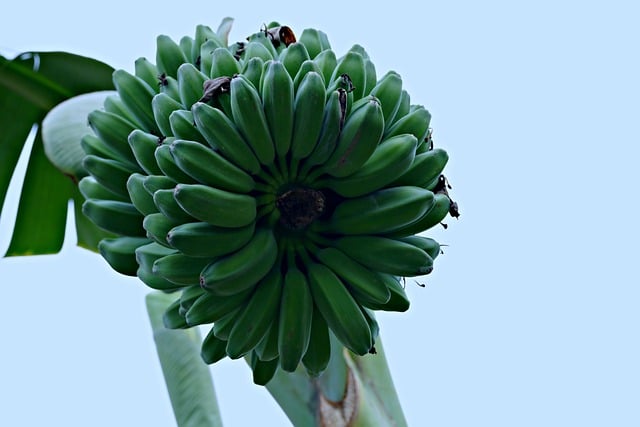 녹색 바나나의 부작용 