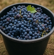 포도주 담그는 방법