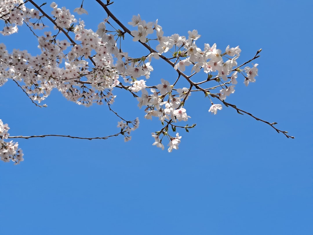 Cherry blossom.