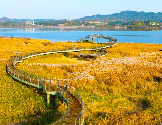 신성리 갈대밭