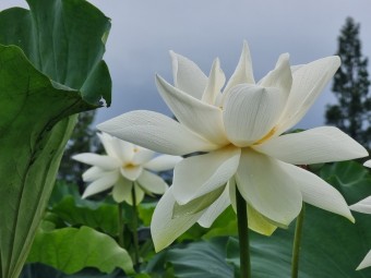 전국 연꽃 축제