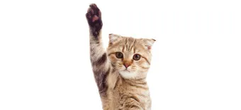 고양이 여름나기 보양식_10