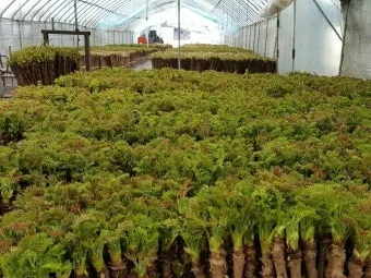 두릅 재배 순 수확 시기 가지치기 겨울 보온_4