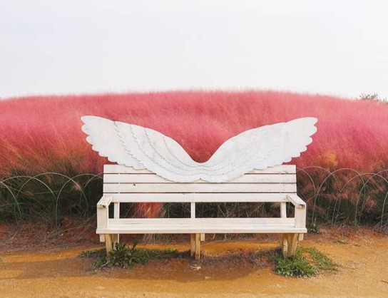 안성팜랜드-핑크뮬리-포토존1