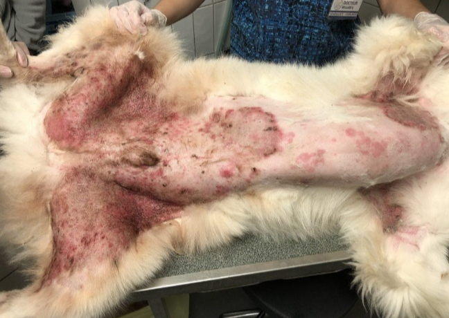 강아지 아토피 피부염 원인과 치료법|발 핥기·심한 가려움·피부 붉어짐 관리