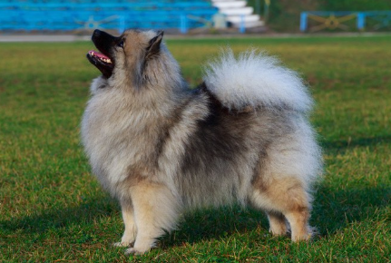 키스 혼도 옆으로 향하다.