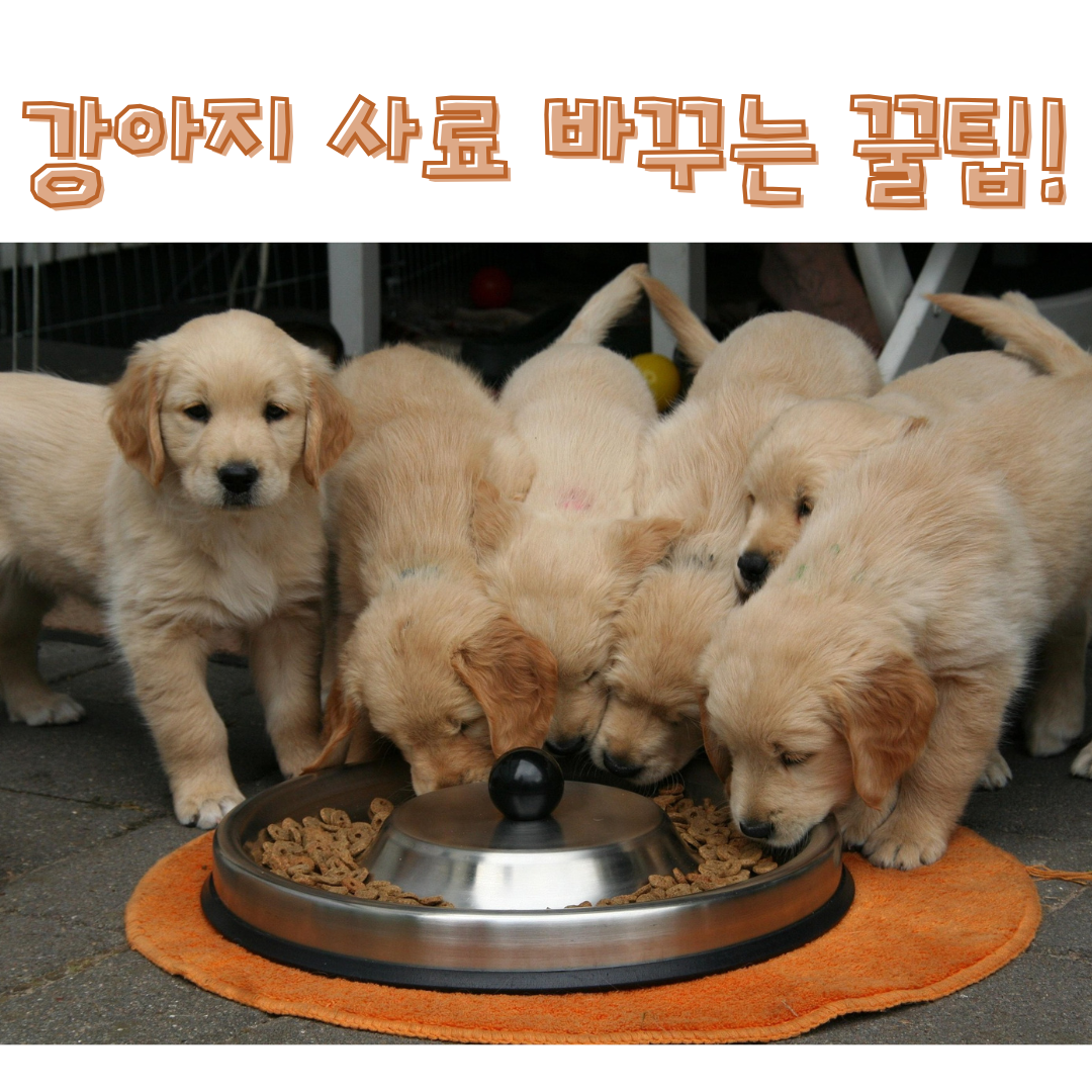강아지 사료 바꾸는법