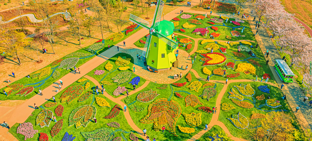 가운에 풍차가 있고 그 주위를 튤립의 형상으로 둘러싼 꽃밭