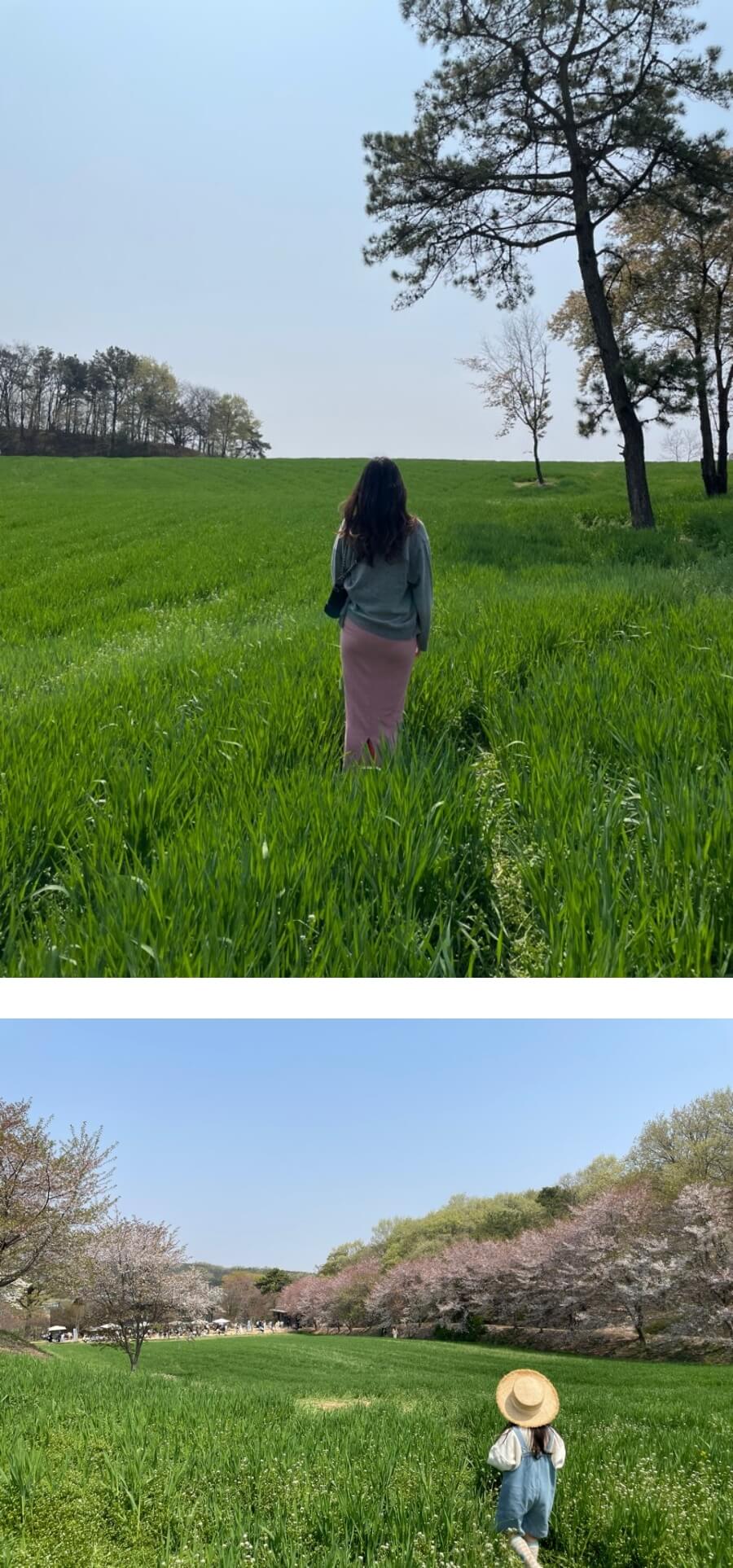 카페-피어라-청보리밭의-푸르른-모습