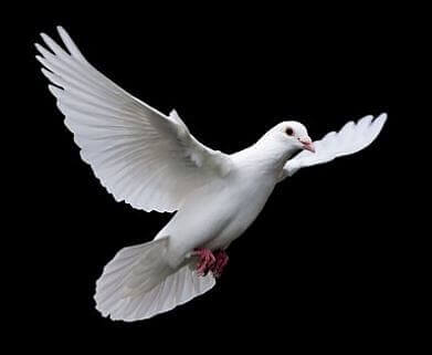 하얀-비둘기