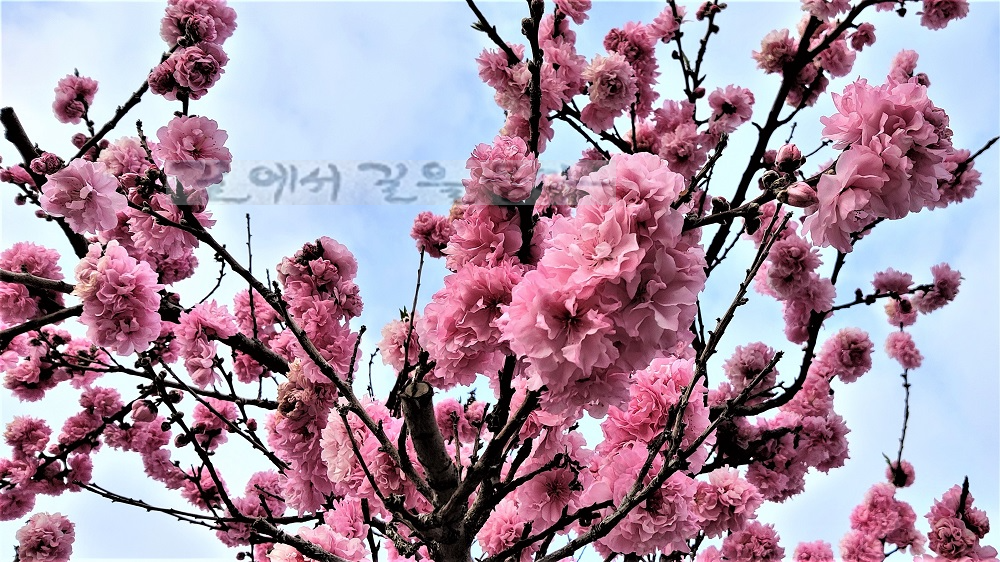 사꾸라