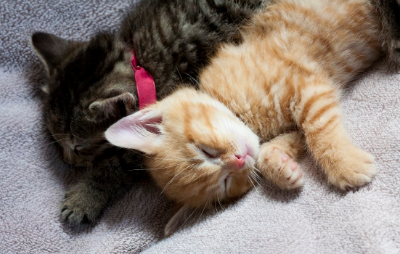 스르르 잠드는 두 마리의 아기 고양이