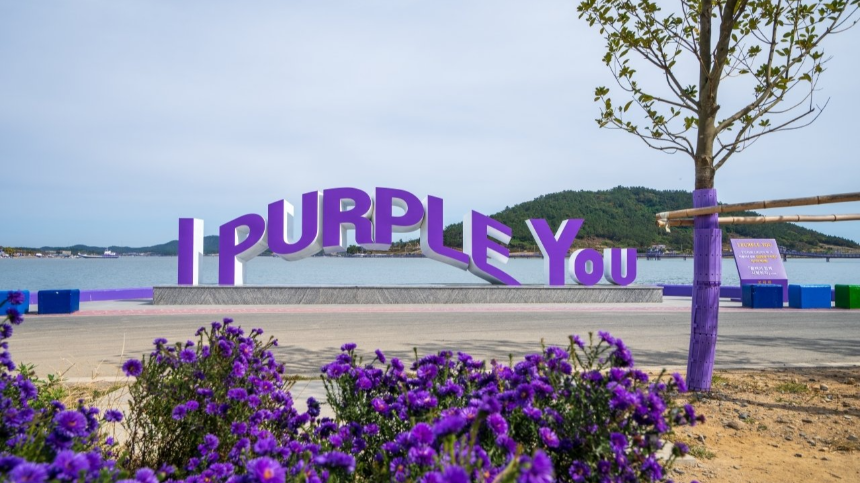 신안 퍼플섬 여행 가이드 - 보랏빛 낭만 속으로!