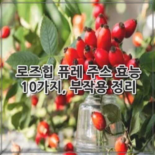 로즈힙 퓨레 주스 효능 10가지, 부작용 정리