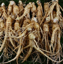 홍삼 효능 부작용