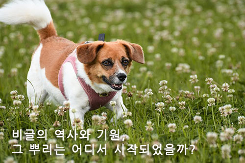 비글의 역사와 기원, 그 뿌리는 어디서 시작되었을까?