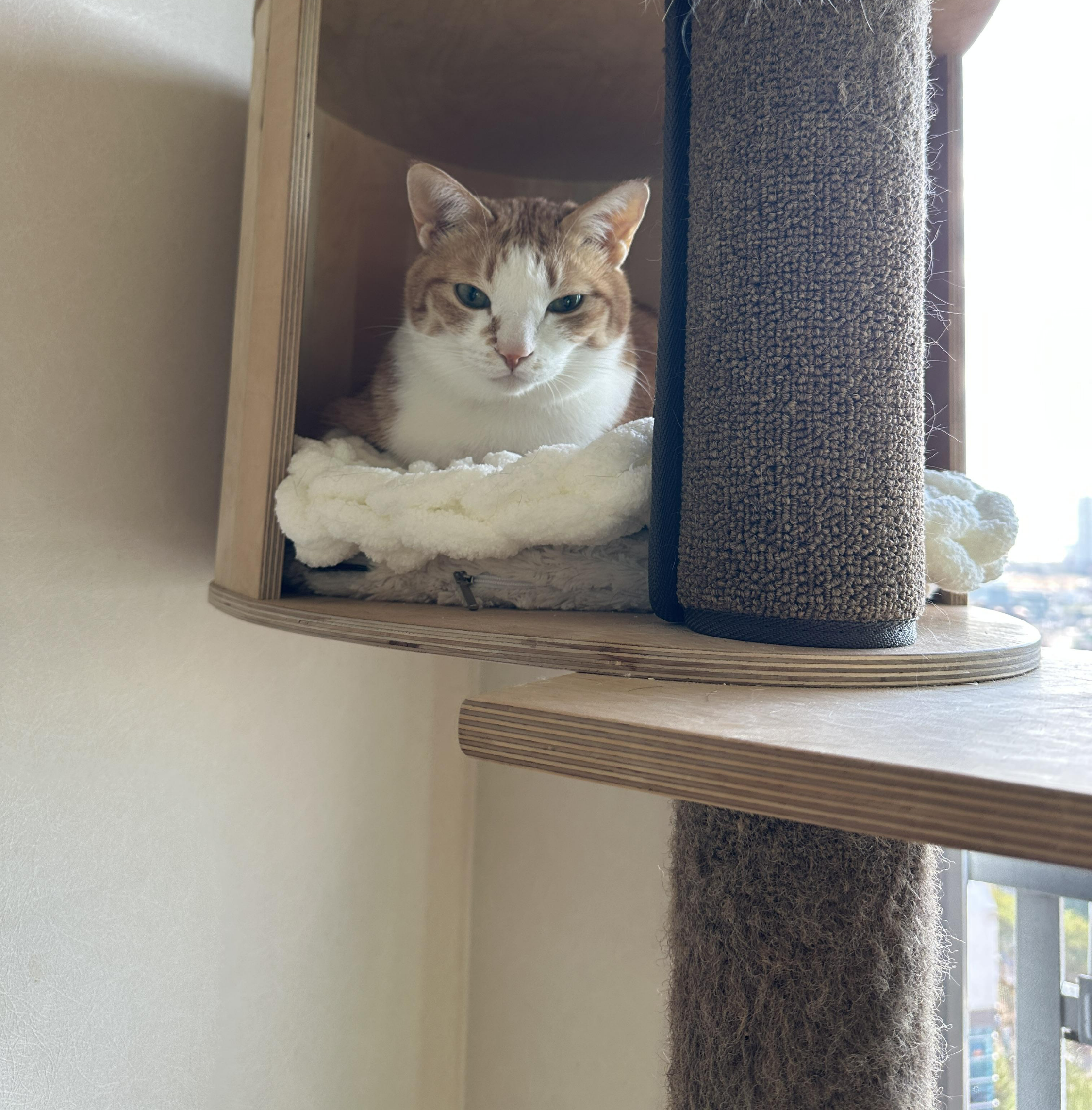 캣폴_하우스에서_쉬는_호야