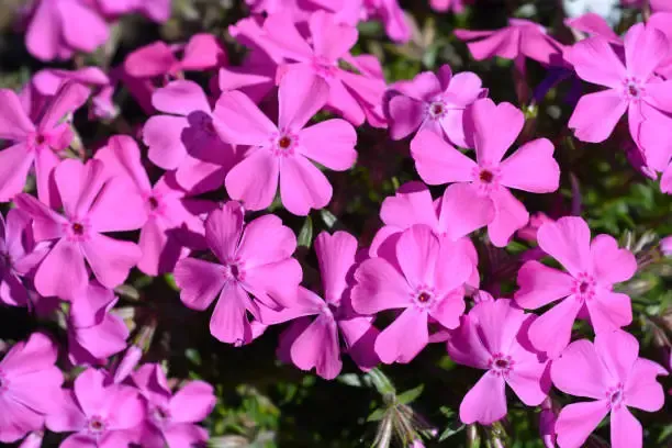 진안 꽃잔디동산