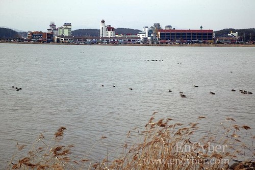 2025 강릉 경포 벚꽃축제