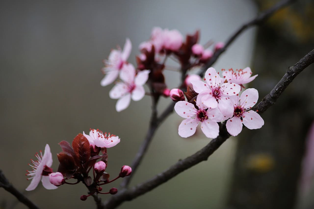 매실액기스 담는법 담그는법 황금비율 유통기한