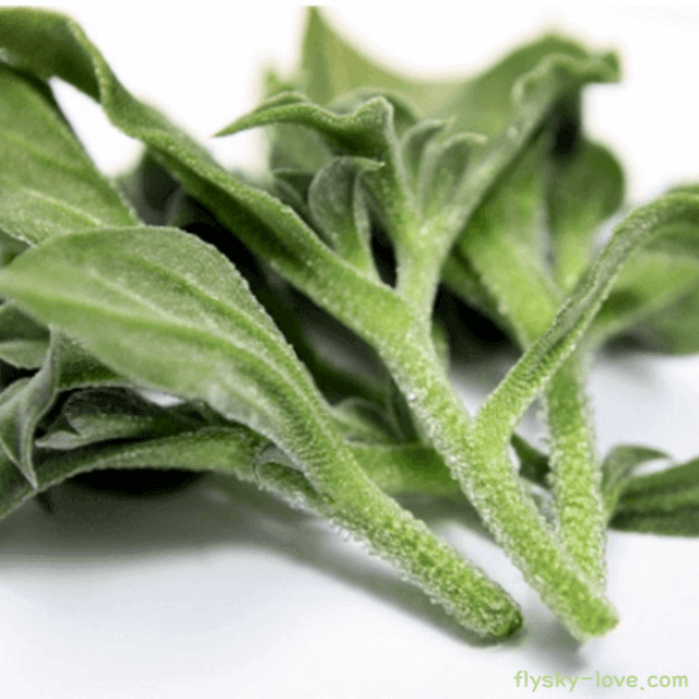 아이스플랜트(Ice Plant) 효능