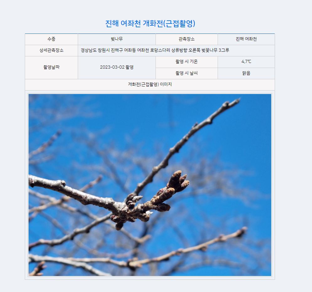 진해 여좌천 벚꽃 촬영사진