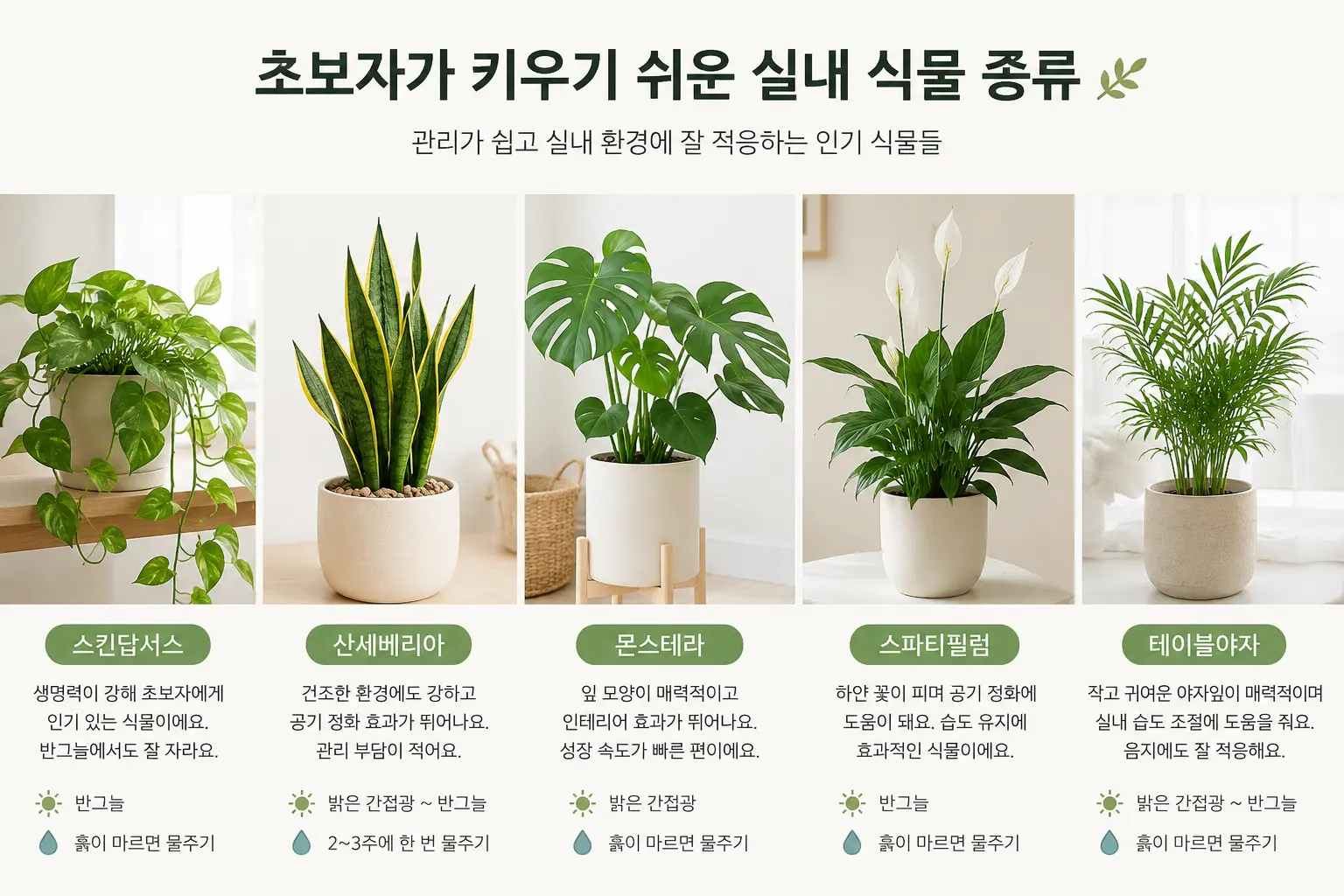 초보자가 키우기 쉬운 실내 식물 종류