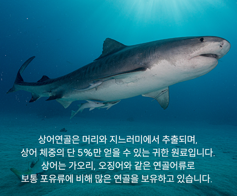 상어연골