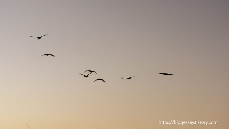 철새와석양