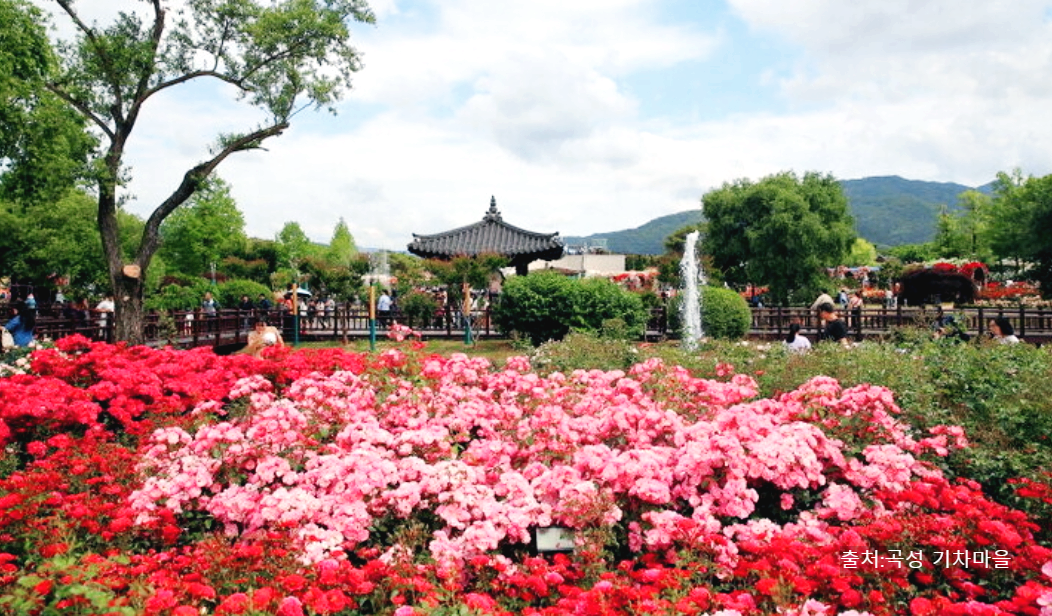 곡성 기차마을 세계 장미 축제