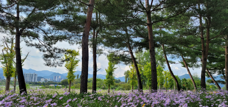 자라섬 꽃 : 가평군 자료