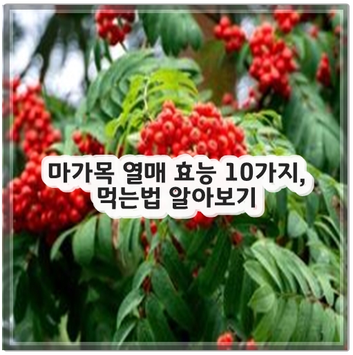 마가목 열매 효능 10가지, 먹는법 알아보기