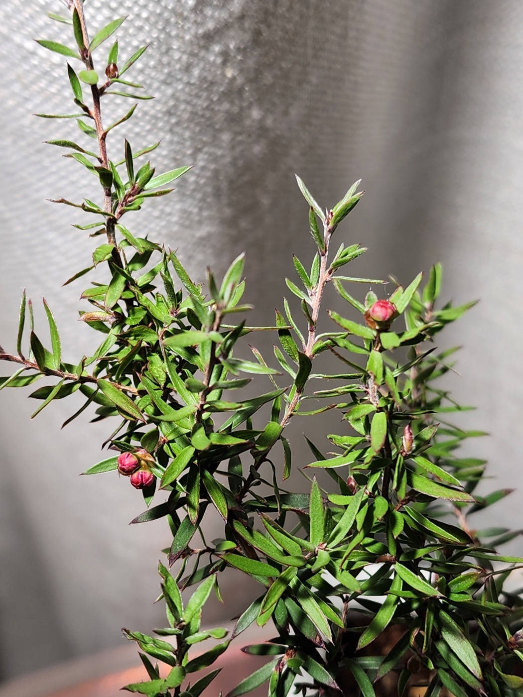 식물등이 필요한 겨울에 피는 호주매화