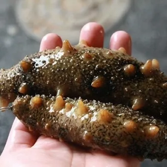 해삼 손질법 해삼보관법 제철 탕 레시피_10