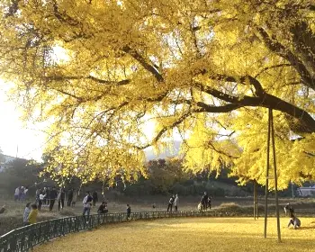 반계리 은행나무_9