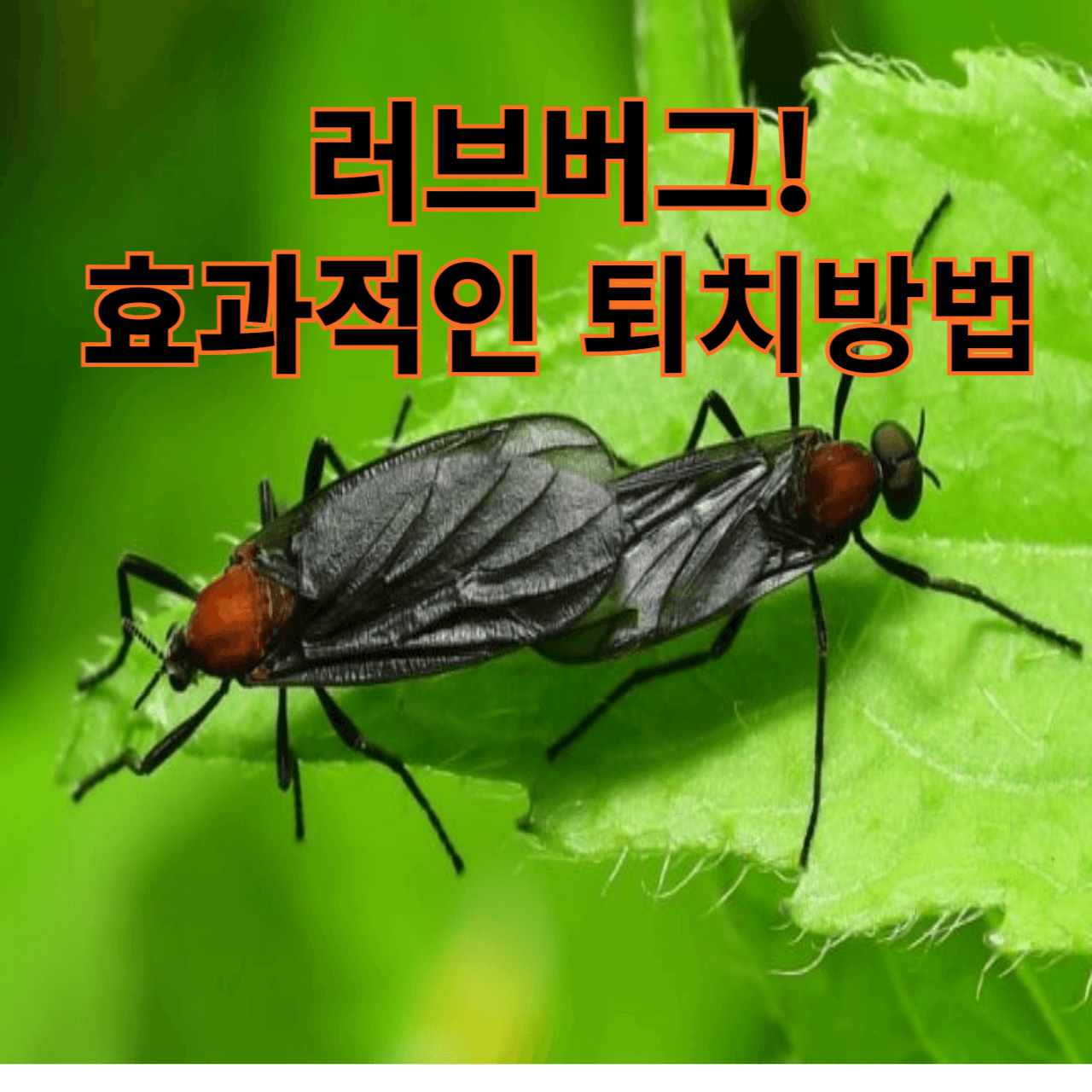 러브버그 효과적인 퇴치방법