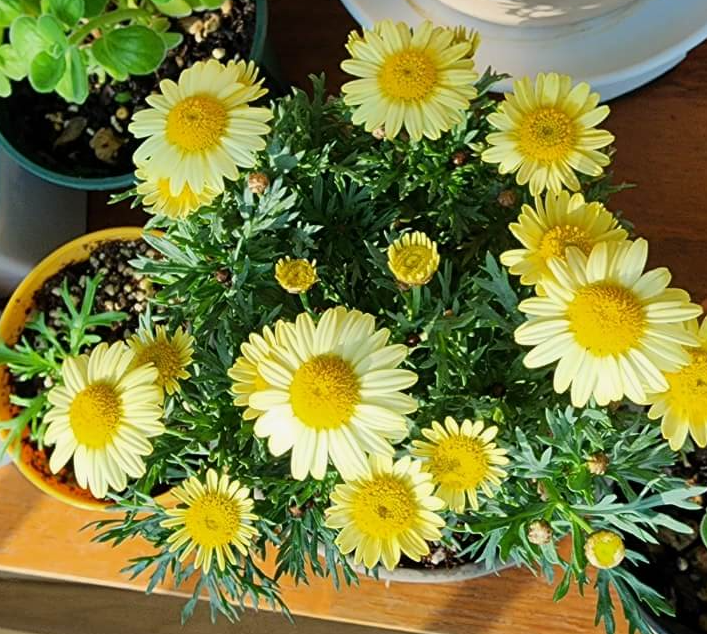 노랑꽃을 피우는 목마가렛