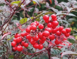 남천나무열매-사진5