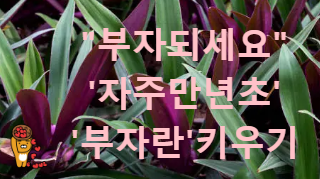 자주만년초 부자란 (Oyster Plant)) 돈을 부르는 식물 "부자되세요" 부자란 키우기
