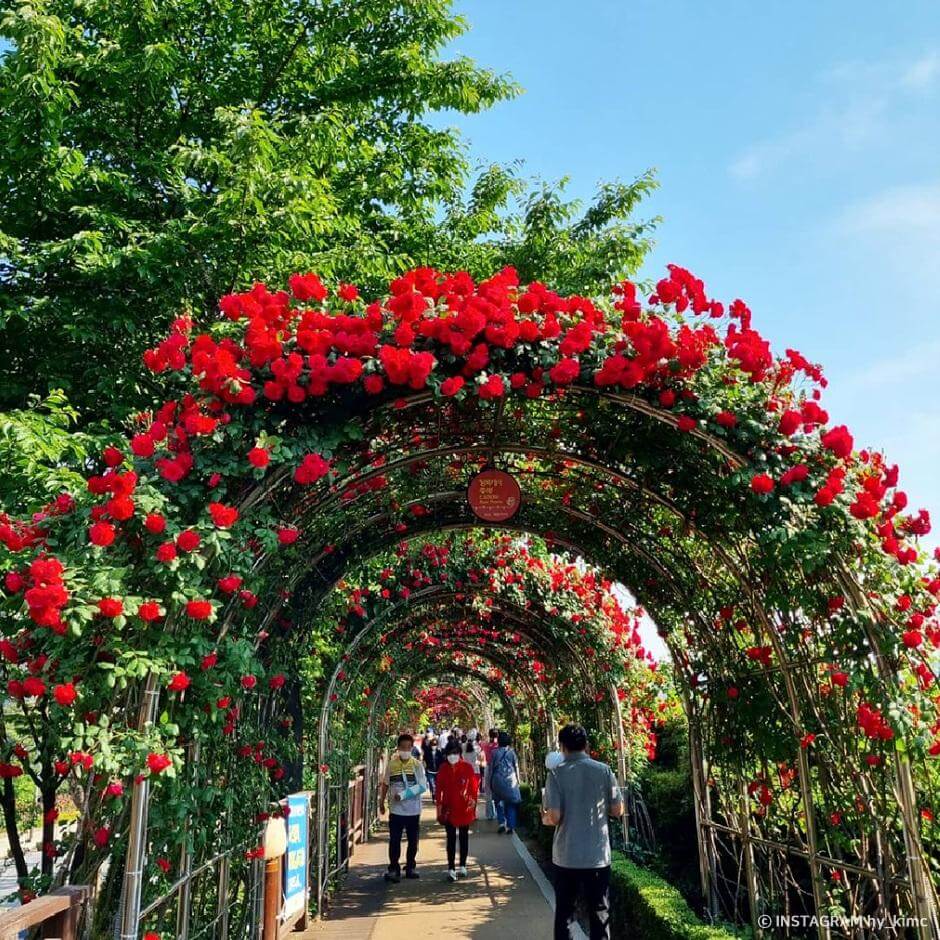 장미명소 서울 중랑 장미공원