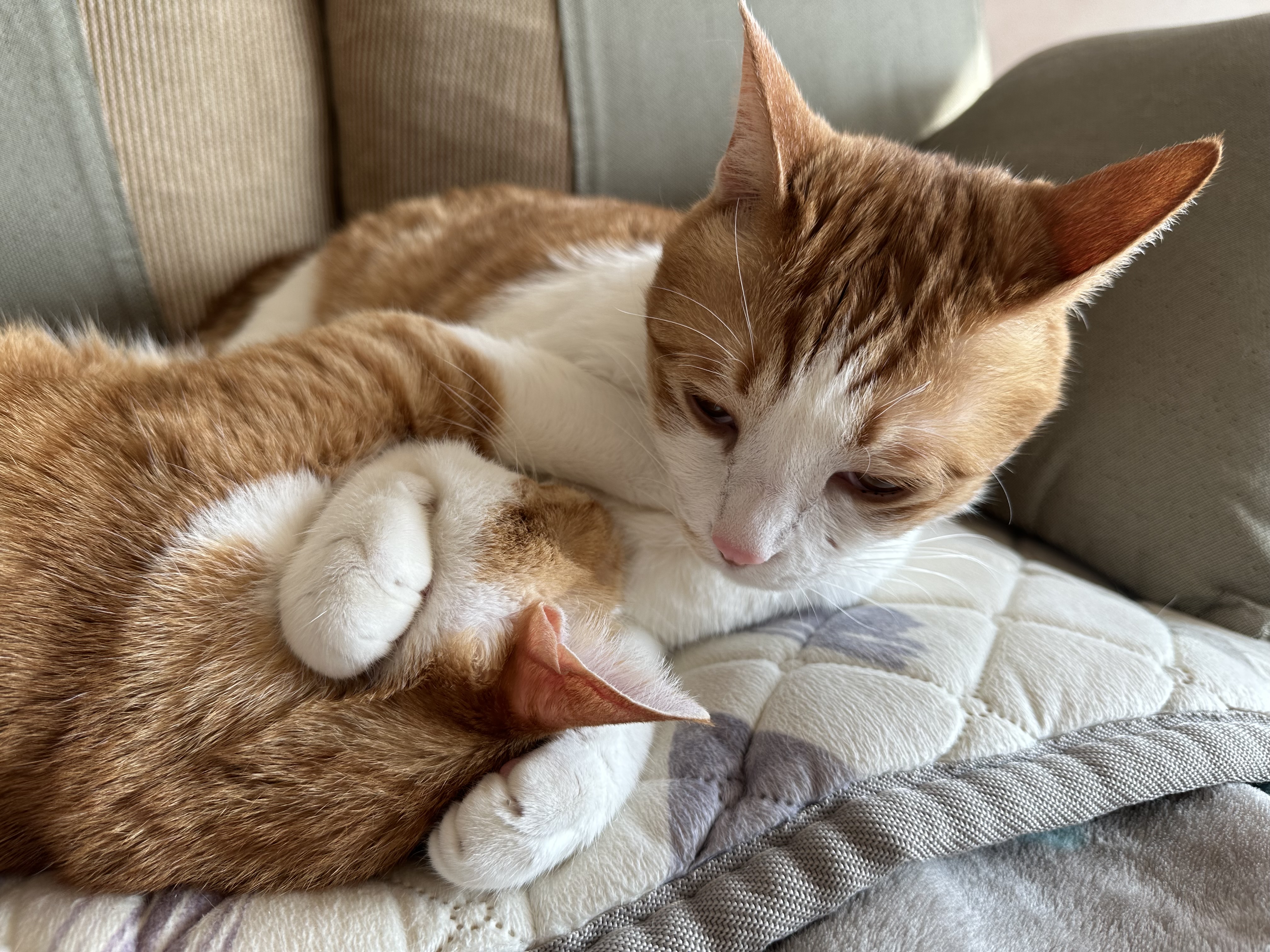 형아랑 놀고 싶어서 머리까지 깨물었지만...(feat.잔뜩 실망한 막둥이)