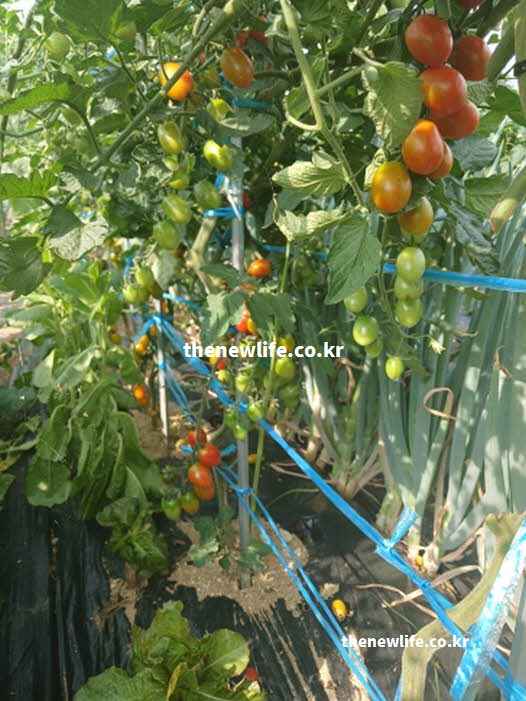 방울토마토 효능 성분 영양가치