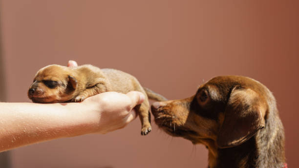 반려동물을 키우기 전 꼭 알아야 할 것