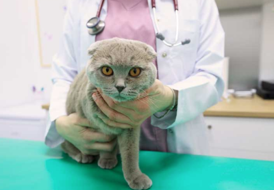 고양이의 피부병을 조사하는 방법을 보여주는 이미지