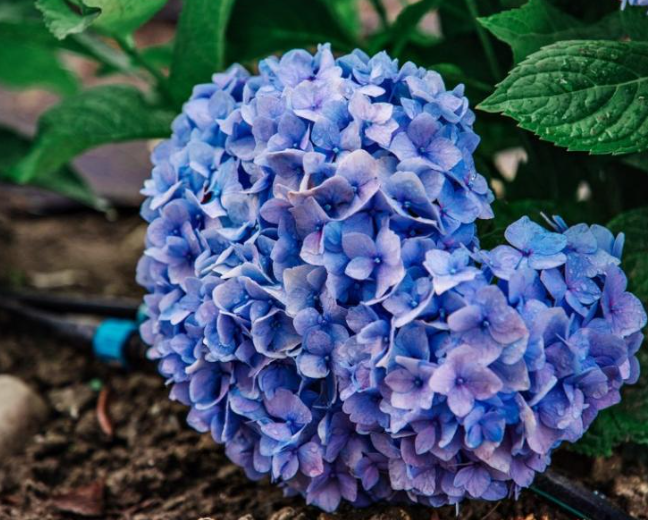 6월 공주 유구 색동수국정원 꽃축제(출처-홈페이지)