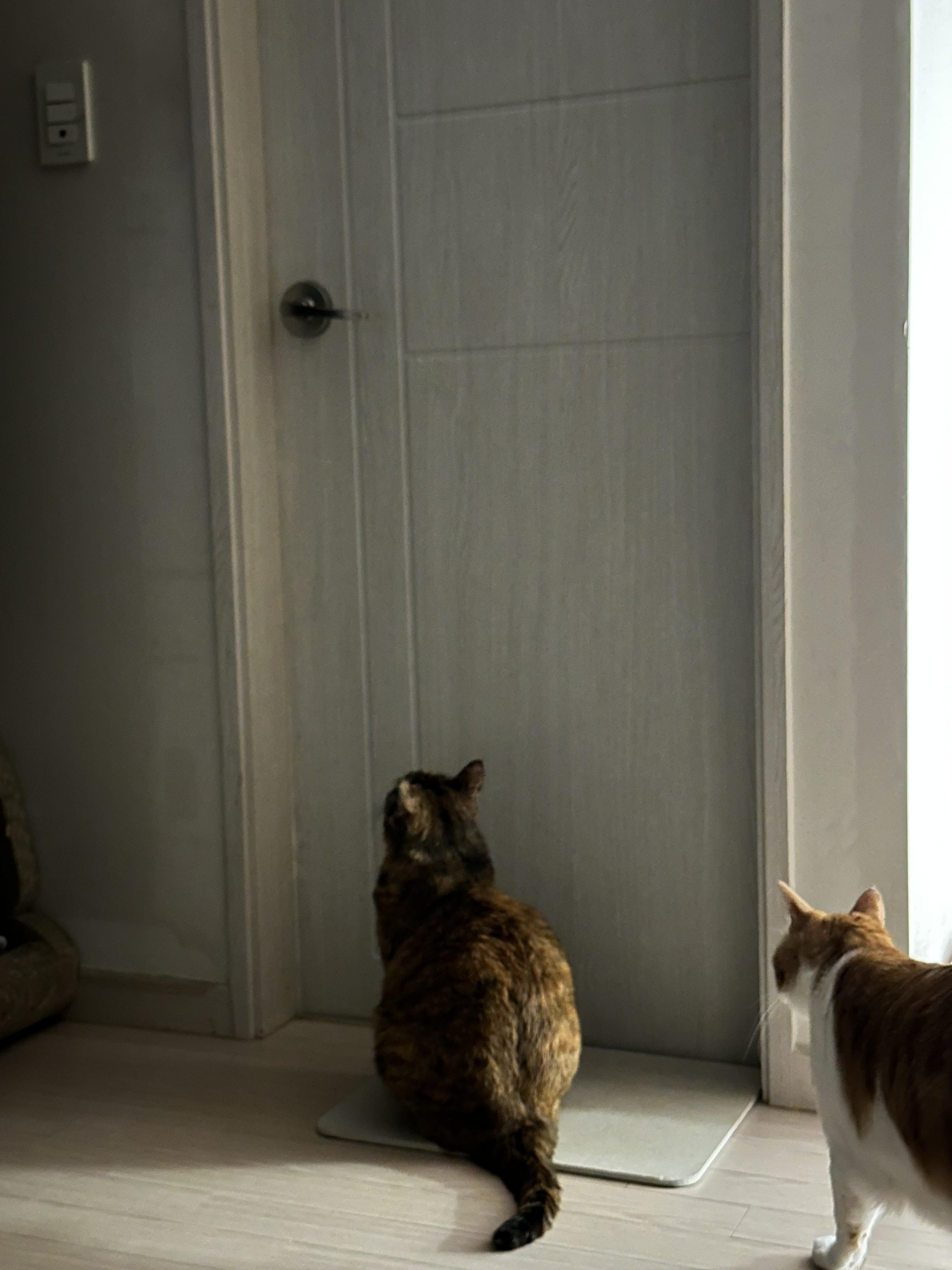 '아빠 괜찮냥~?!' 집사가 걱정되는 고양이들