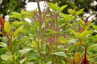아마란스 재배 직파 요령 잎과 곡립 겸용 수확_3