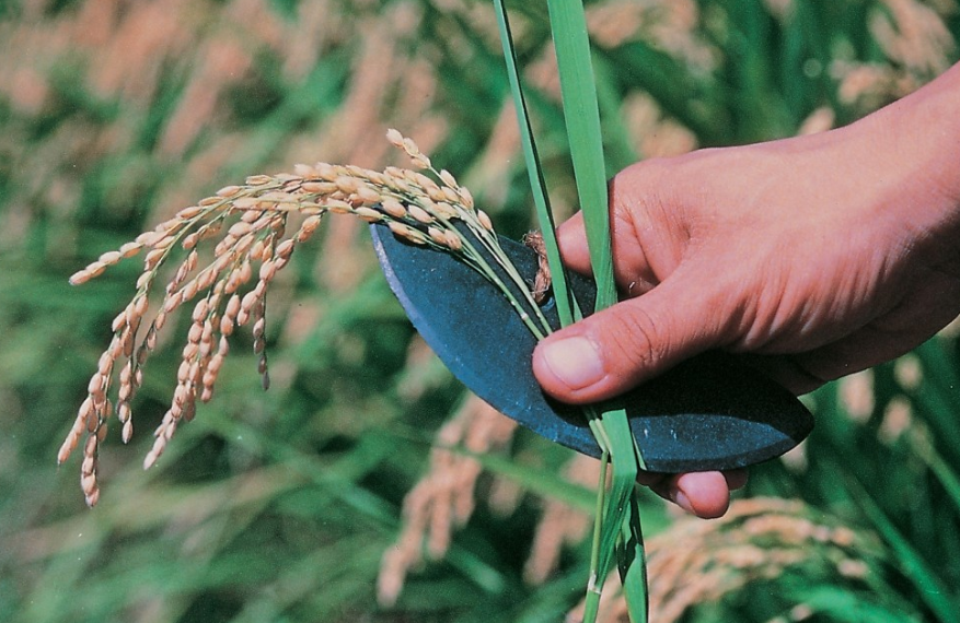 반달돌칼의 사용 용도(농작물 수확)